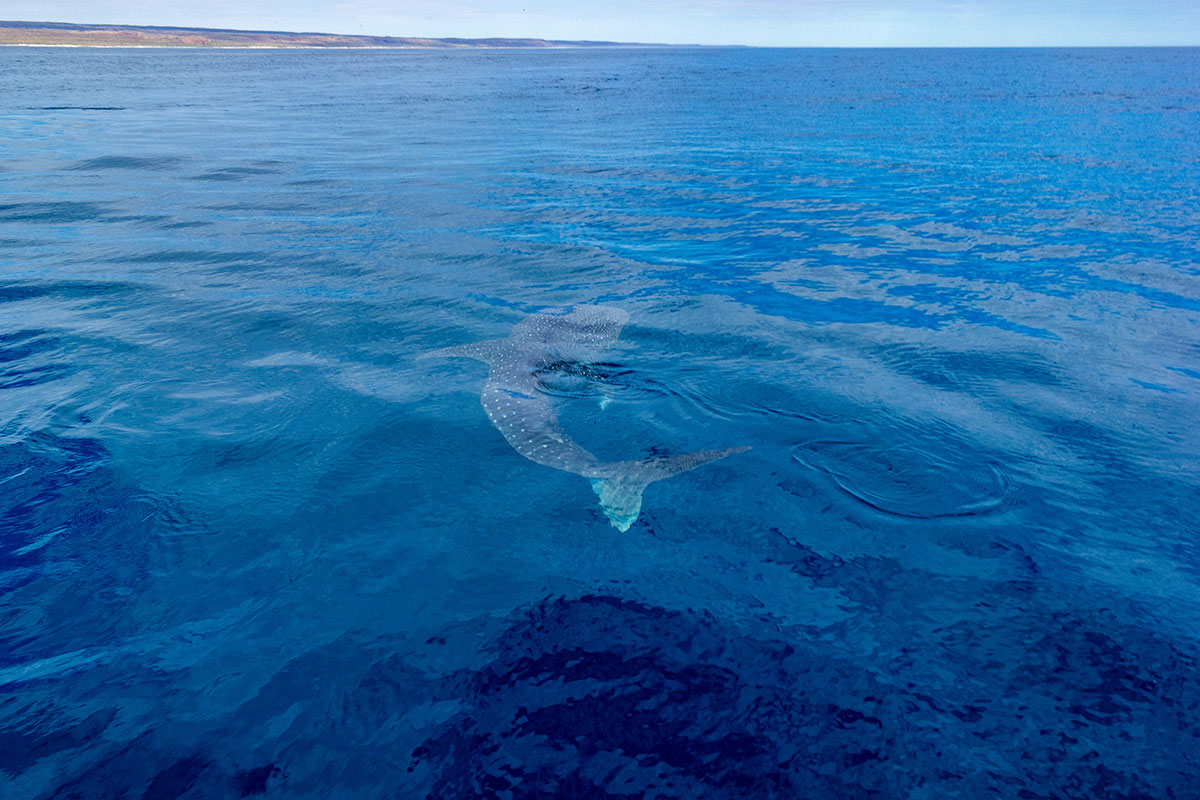 Plonger-avec-requin-baleine-mer-Rouge