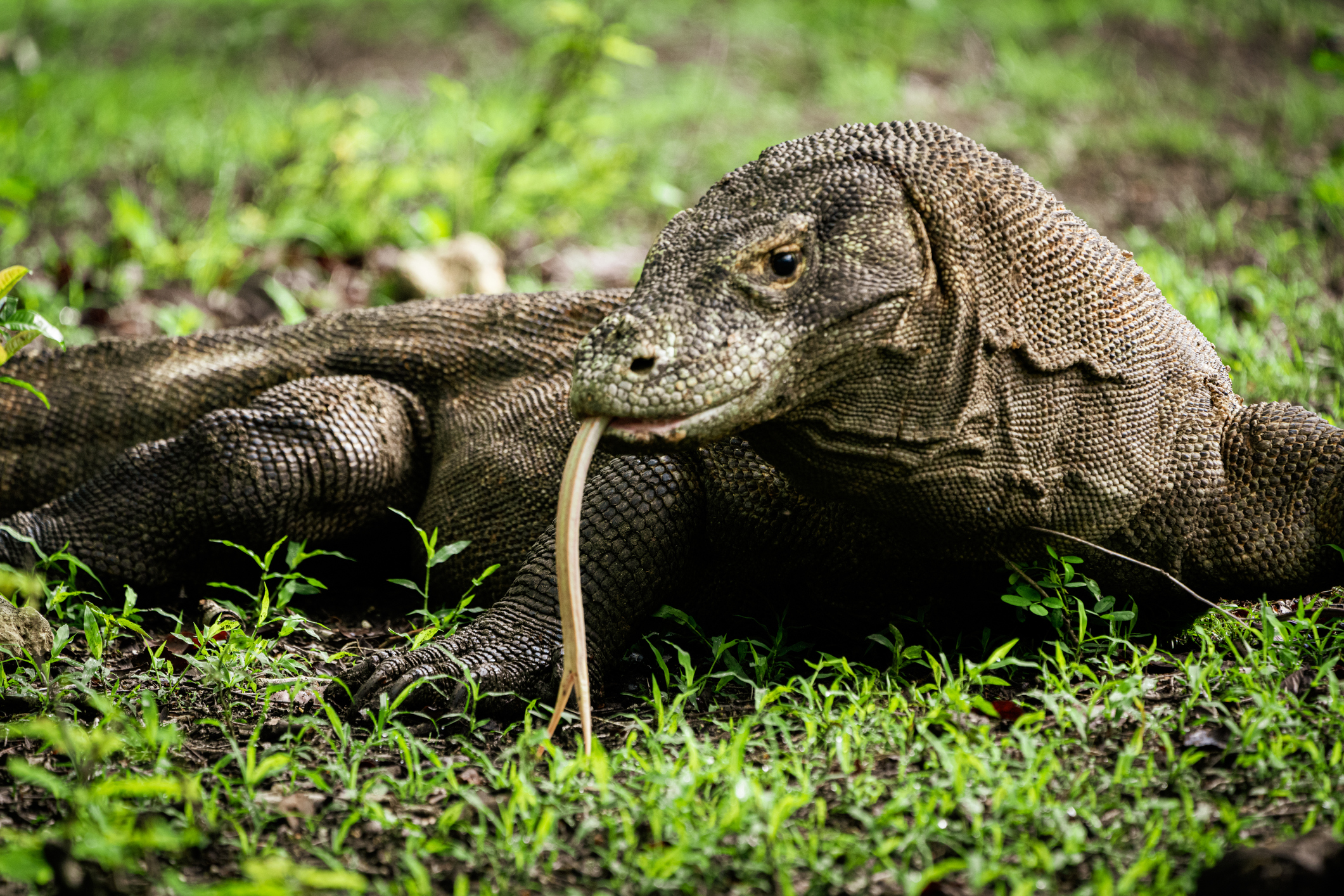 Indonésie - Dragon Komodo