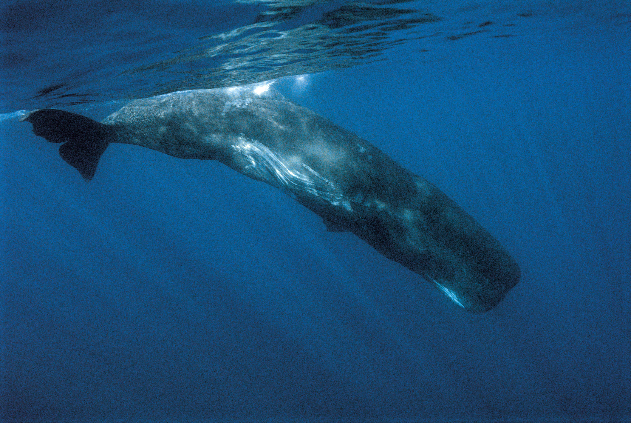 Observer-baleine-Acores