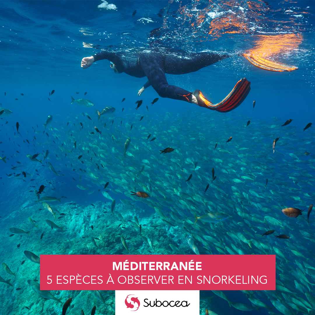 Pratiquer-snorkeling-Mediterranee