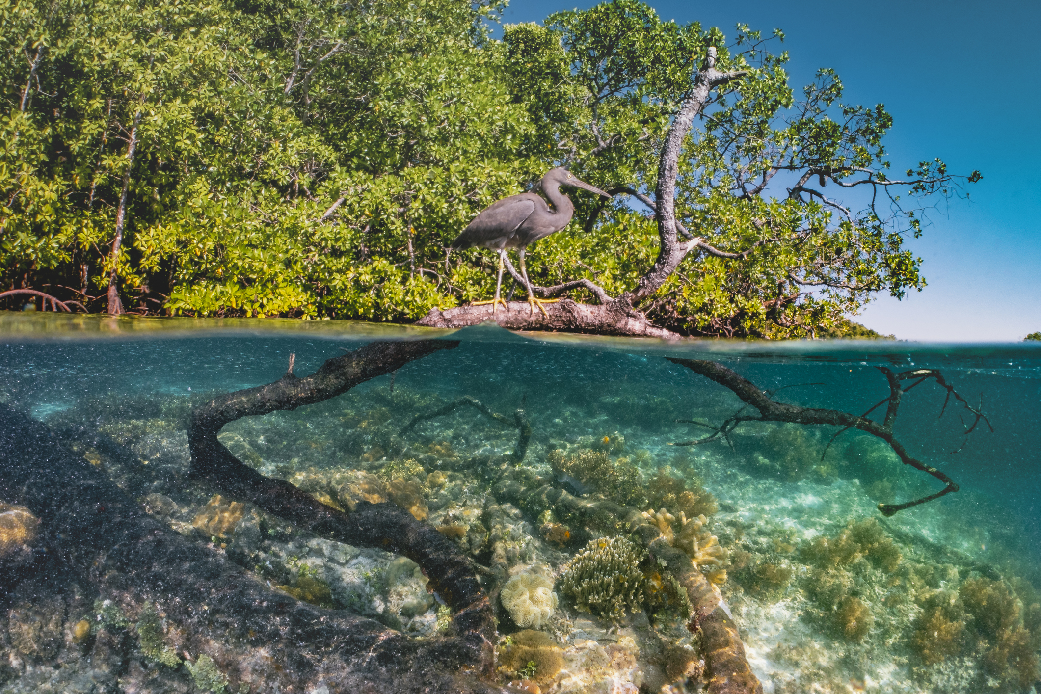 Especes-des-mangroves