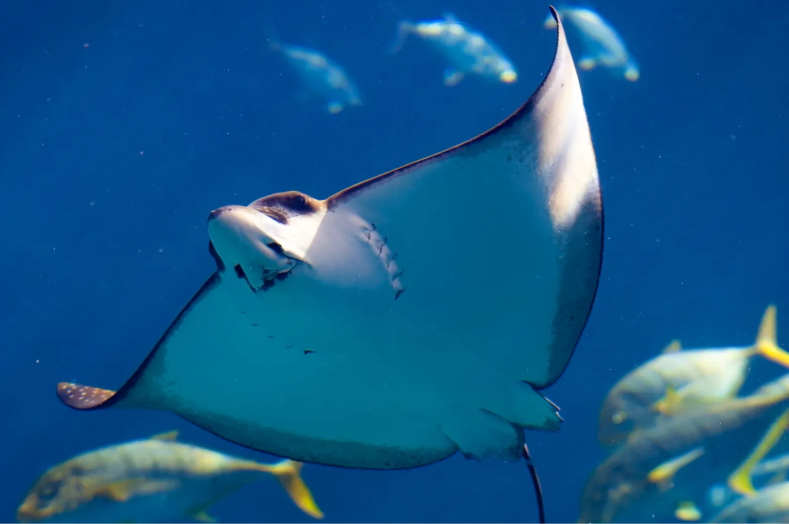 Plongées à Santa Maria