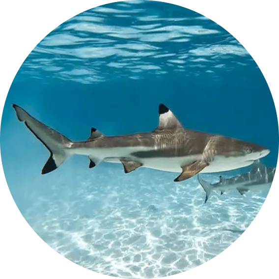 Requin pointe noire