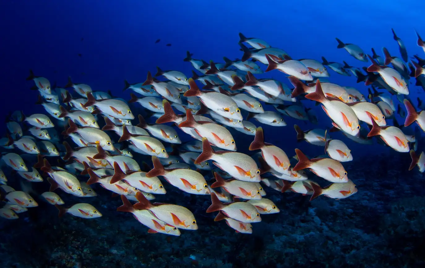 Atoll Ari Sud - atoll Ari Nord