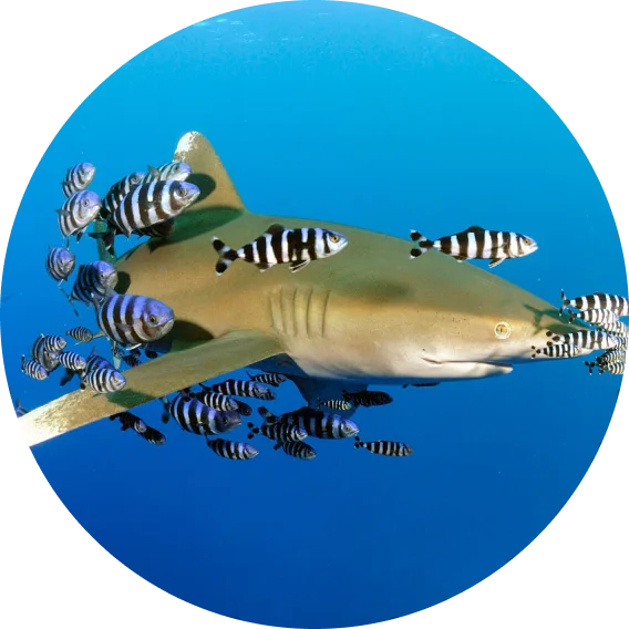 Le longimanus