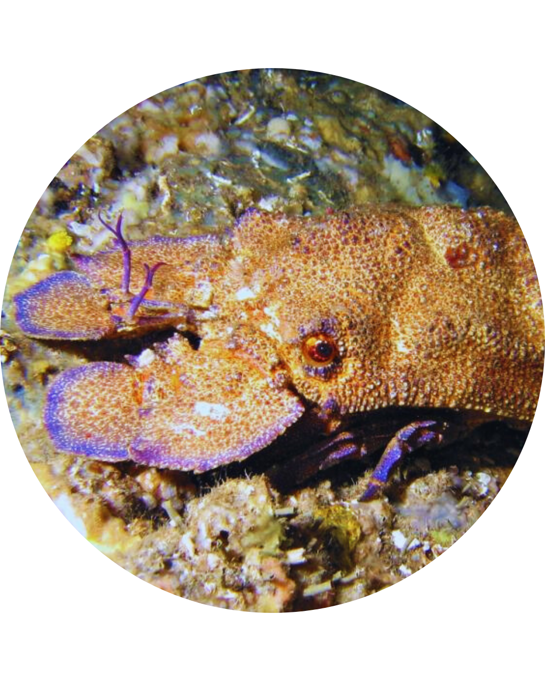 Cigale de Mer