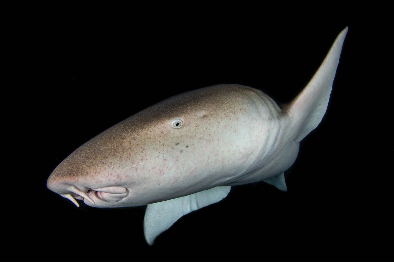 En route vers Ari Atoll