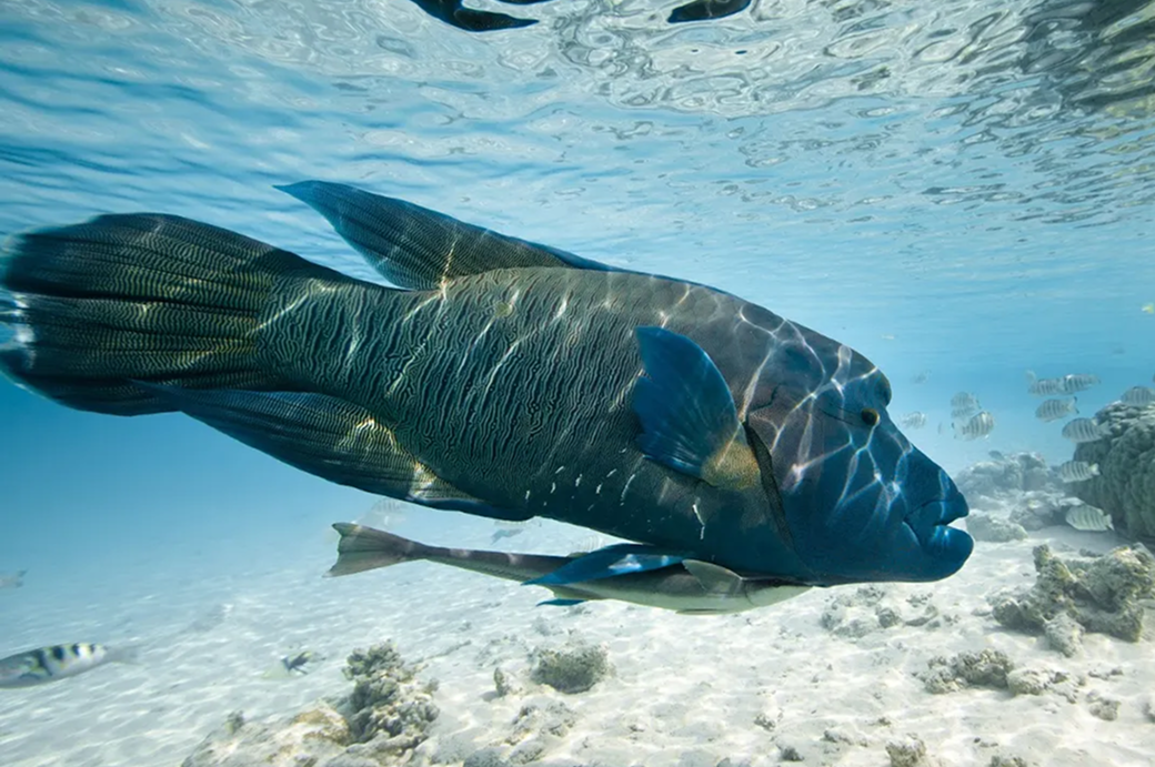 Nosy Tanikely, check dive