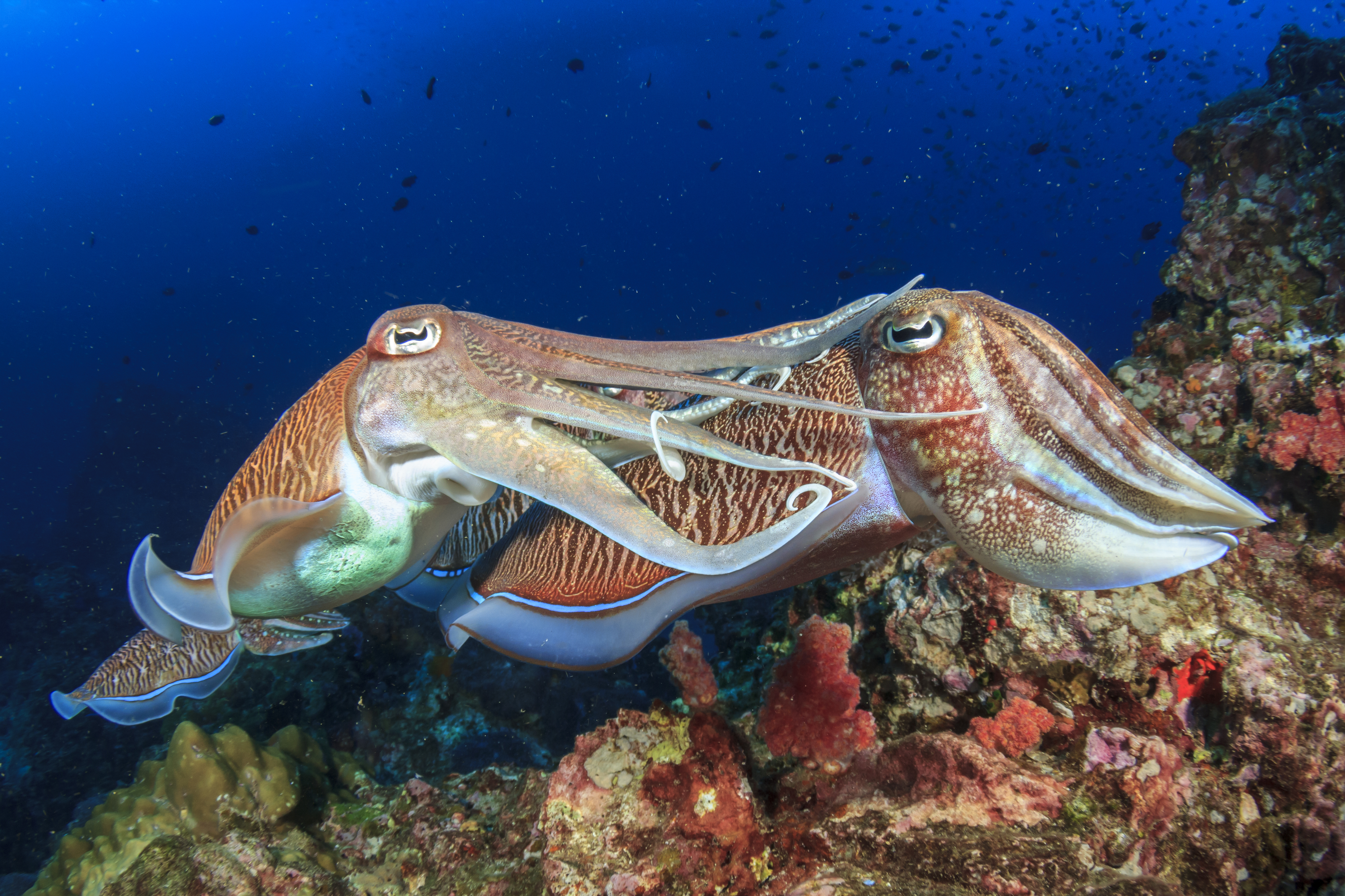 Départ pour Manado