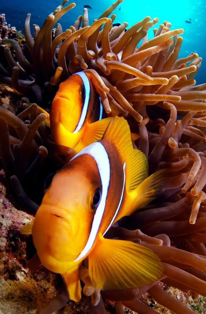 Plongée , sorties en mer