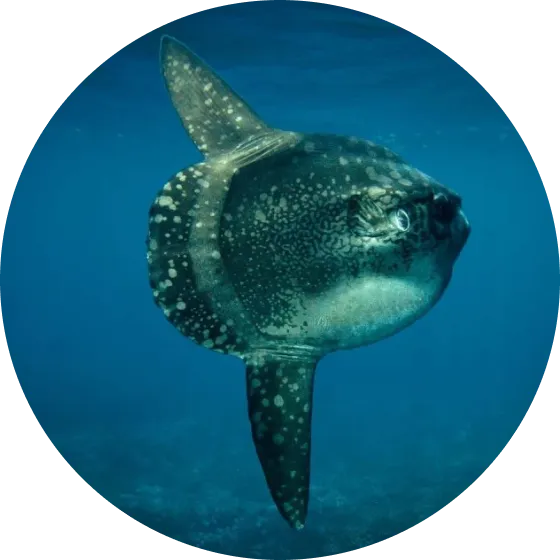 Mola Mola