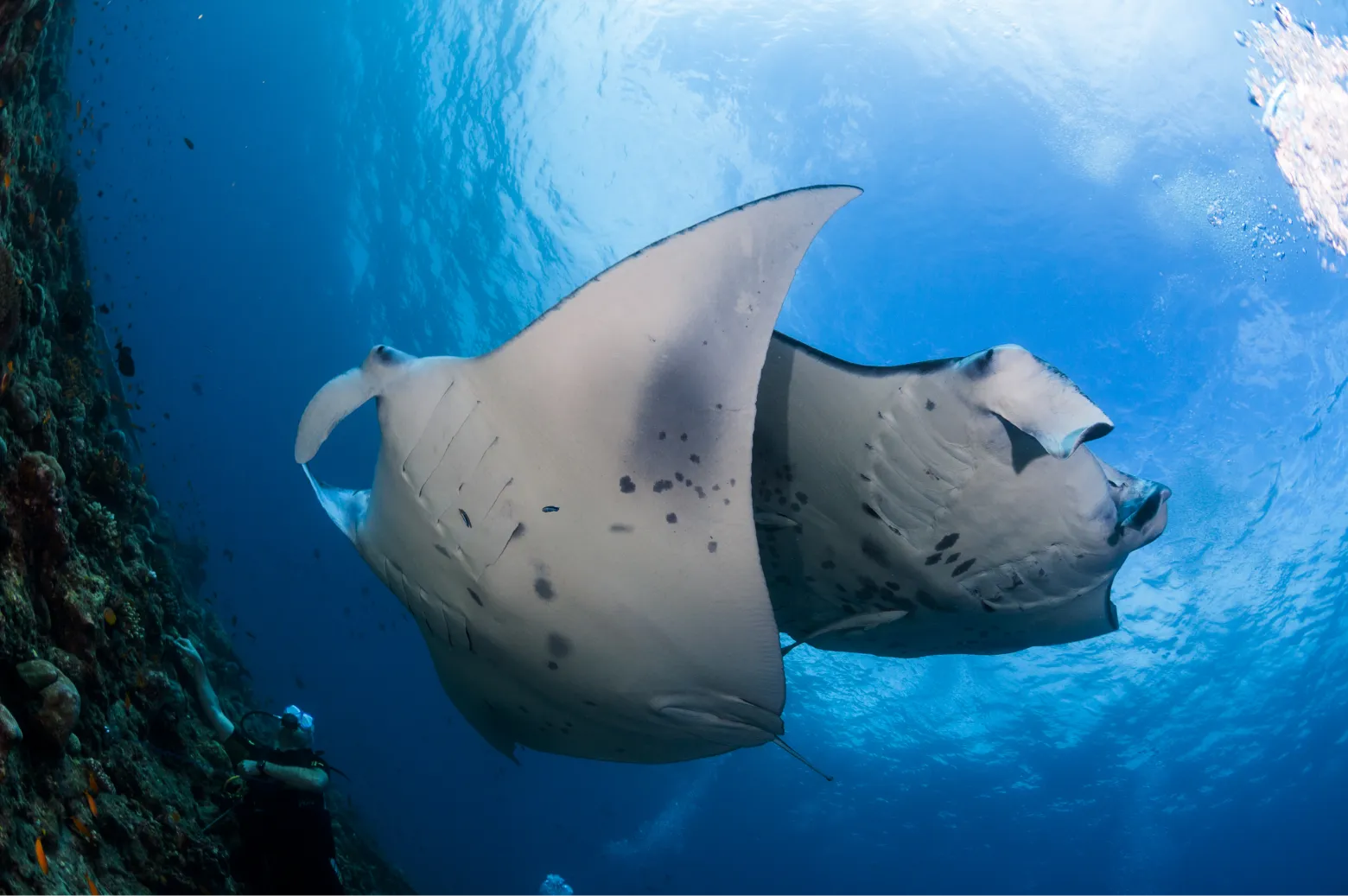 Ari Atoll et Vaavu Atoll
