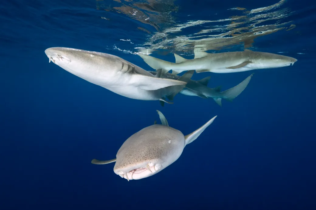Sites emblématiques et faune spectaculaire