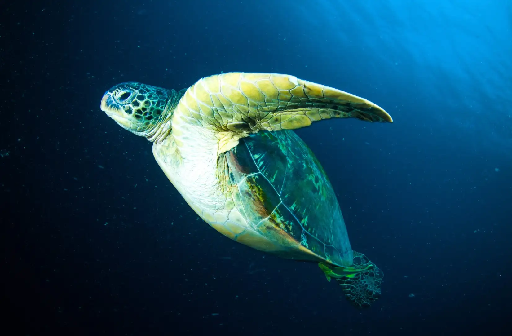 Amed | 2 plongées - Nuit à Tulamben
