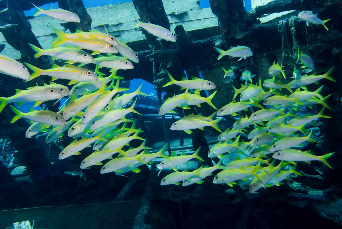 Exploration des trésors sous-marins de l'Égypte