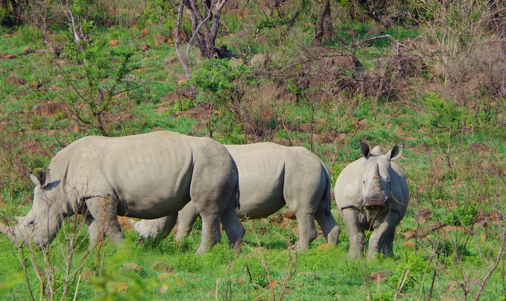 Safari - Installation au resort - Le parc visité peut varier en fonction des périodes.