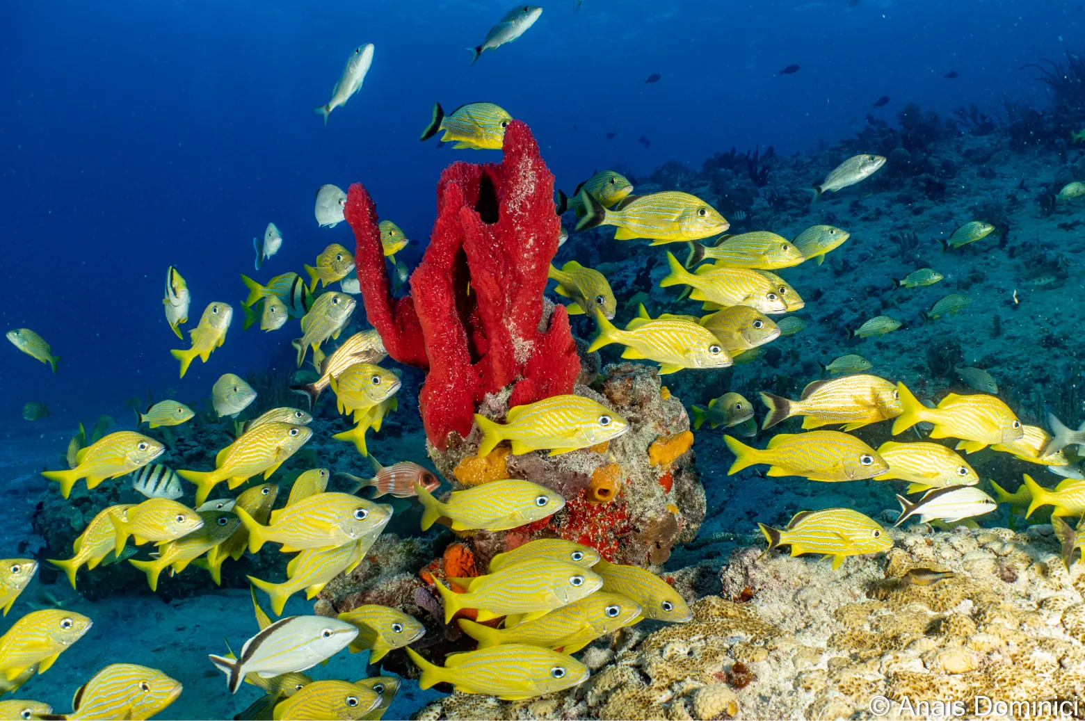 2 plongées à Playa del Carmen