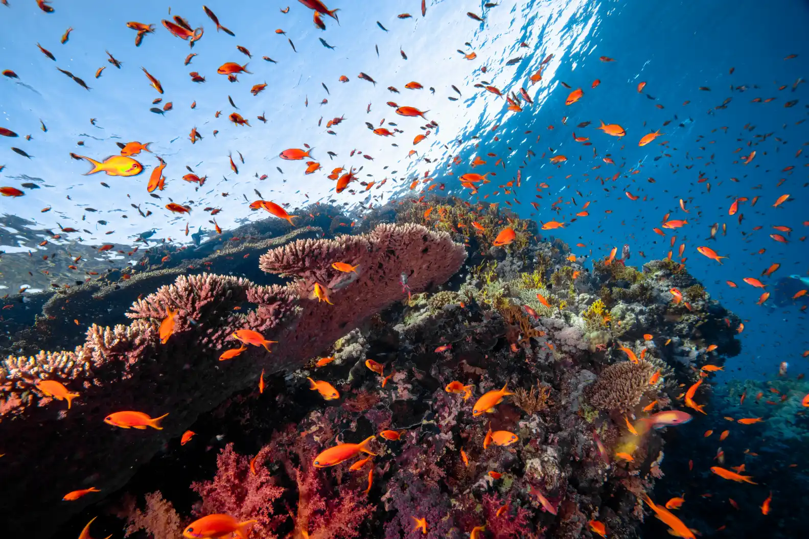 L’Essence de la Mer Rouge