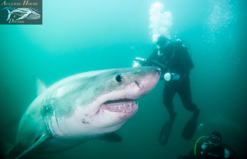 Baited sharK, plongée requins