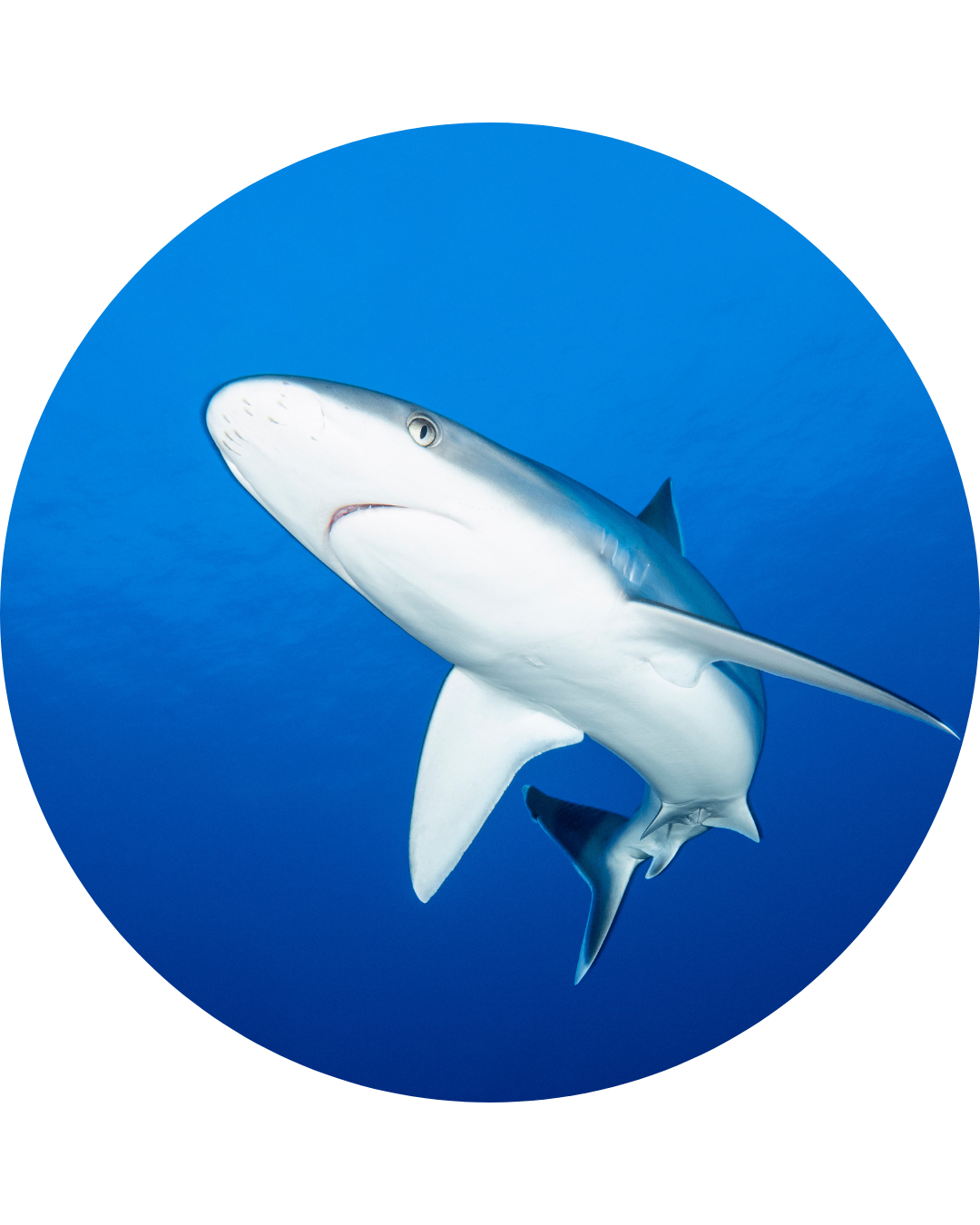 Requin pointe blanche