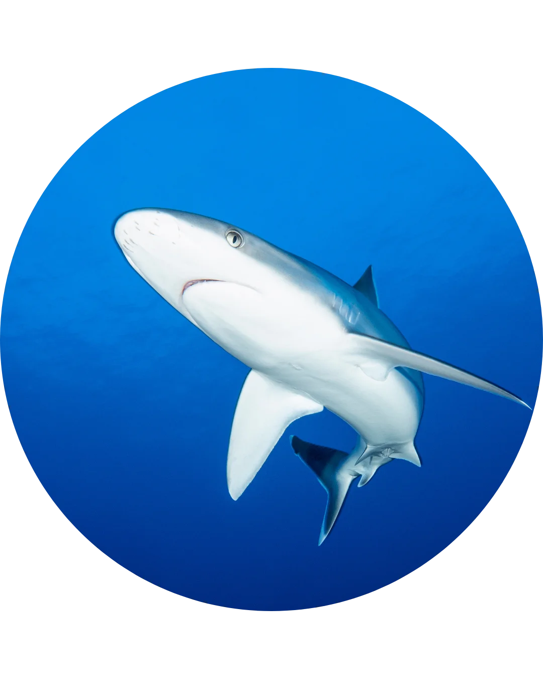 Requin pointe blanche