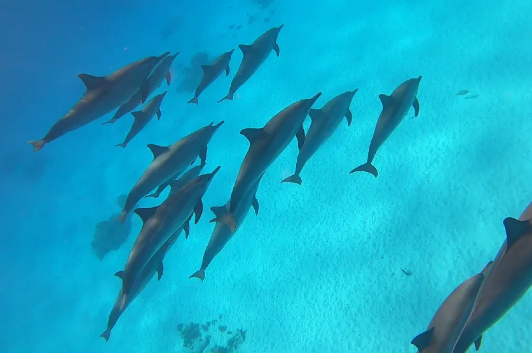 Plongées entre Saint John’s et Fury Shoals