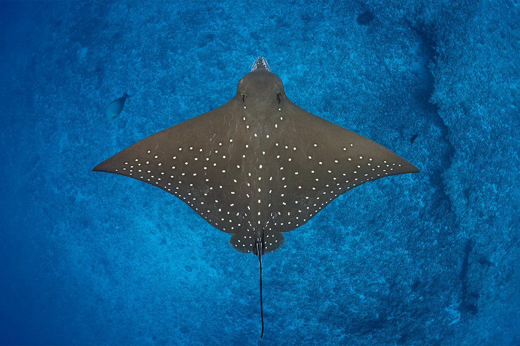 ATOLL ARI NORD
