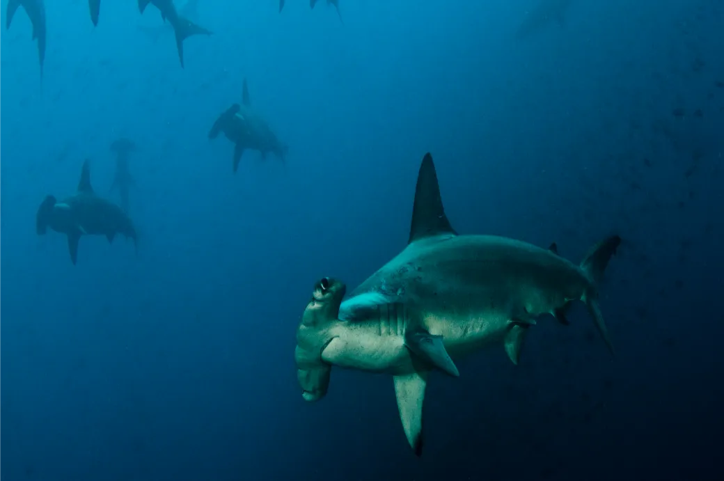 Votre croisière jusqu'à Wolf & Darwin