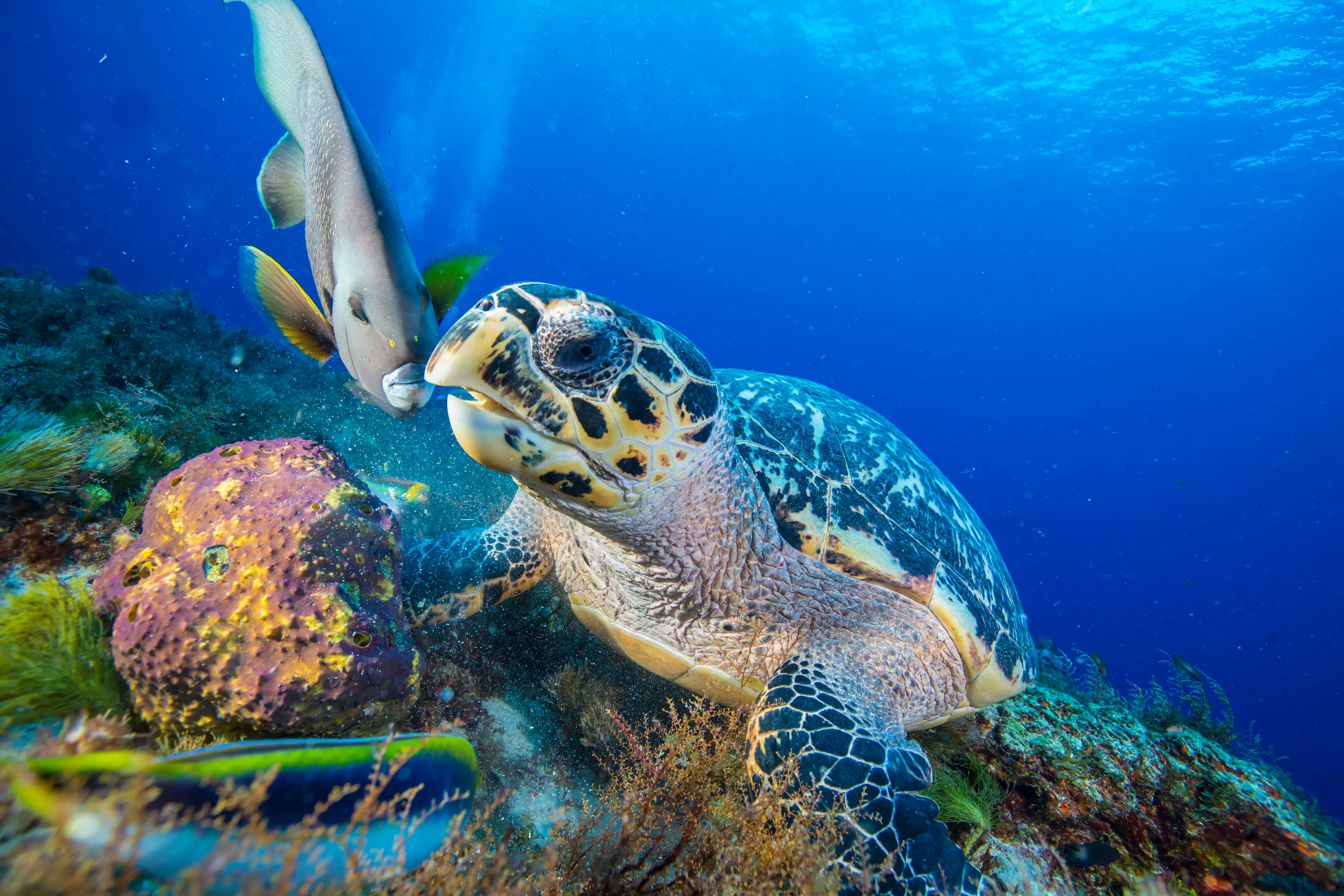 Plongées à Playa Del Carmen