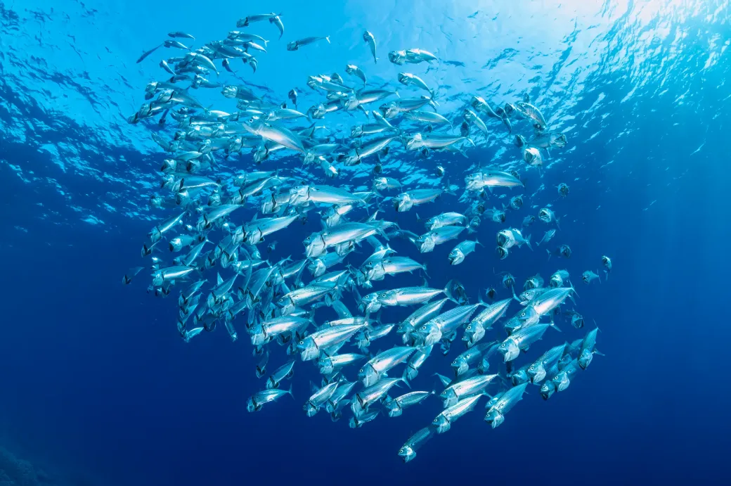 Elphinstone, la lame du Triangle d’Or