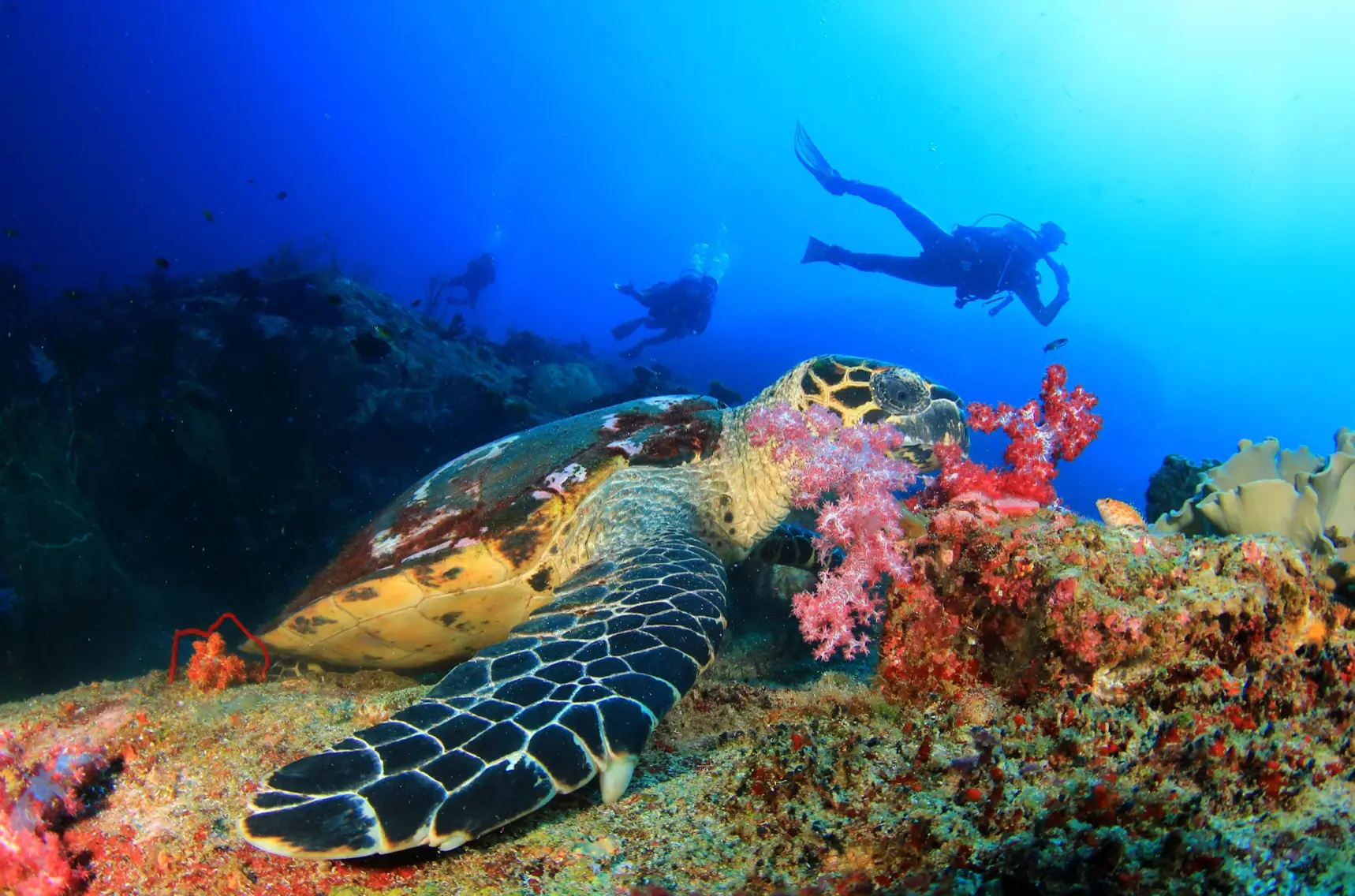 Croisière Similan Richelieu 4 jours / 5 nuits