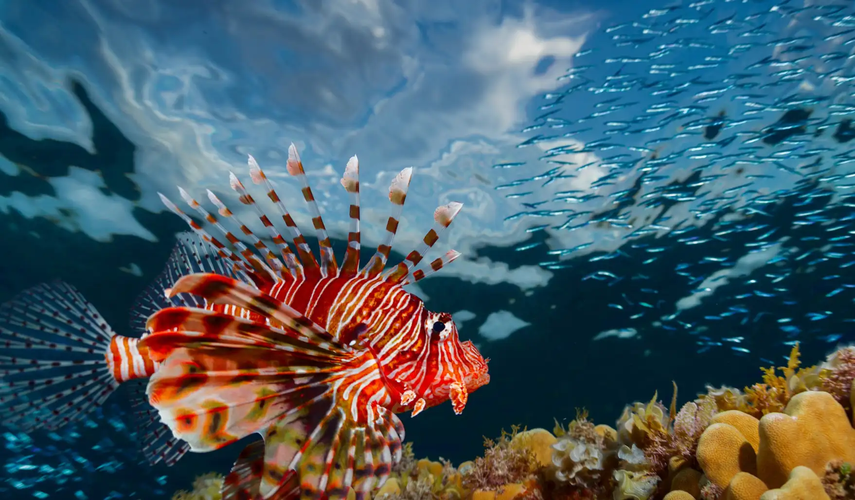 Snorkeling guidé - Nuit à Safaga