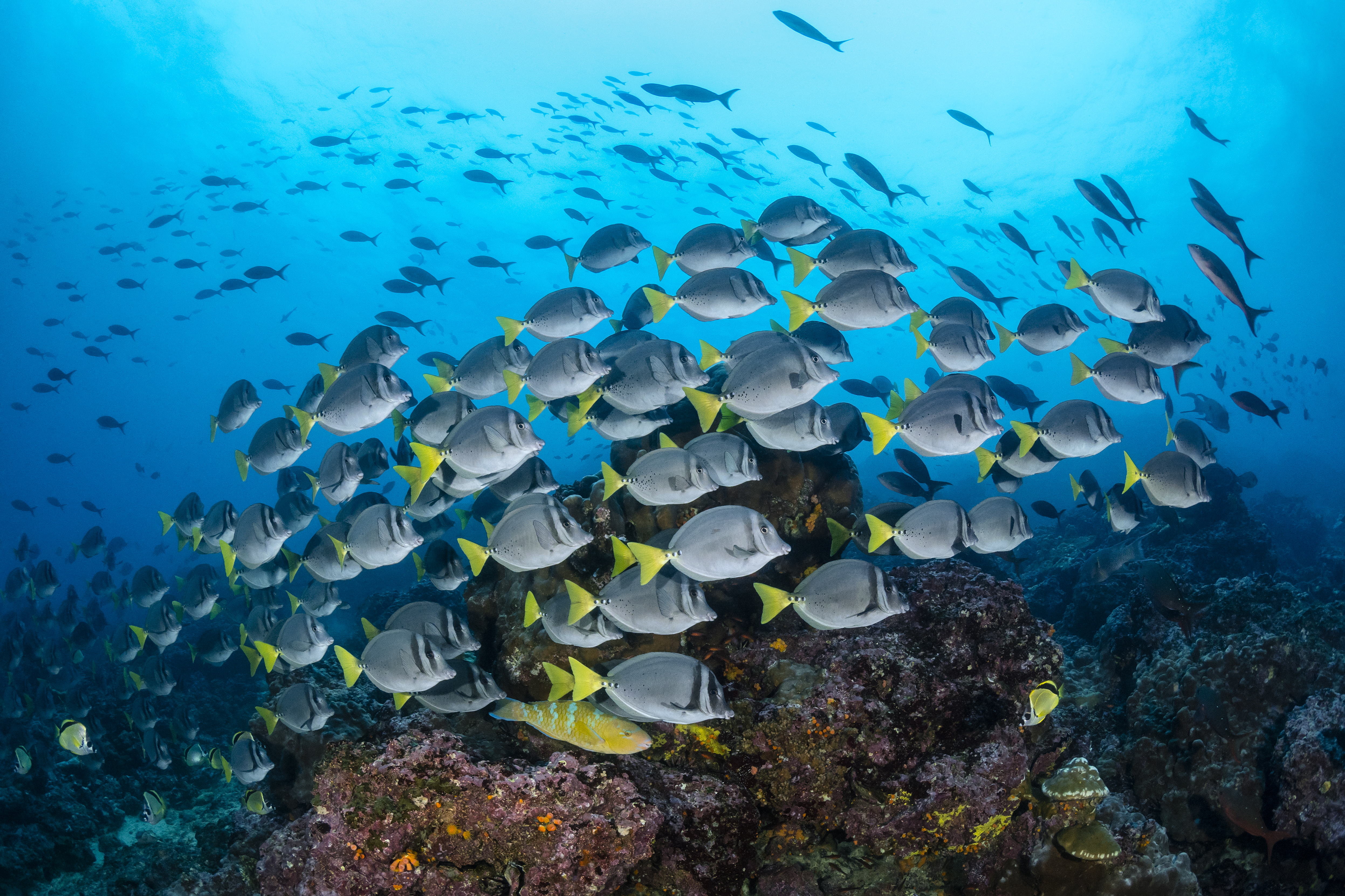 Début de la croisière Galapagos