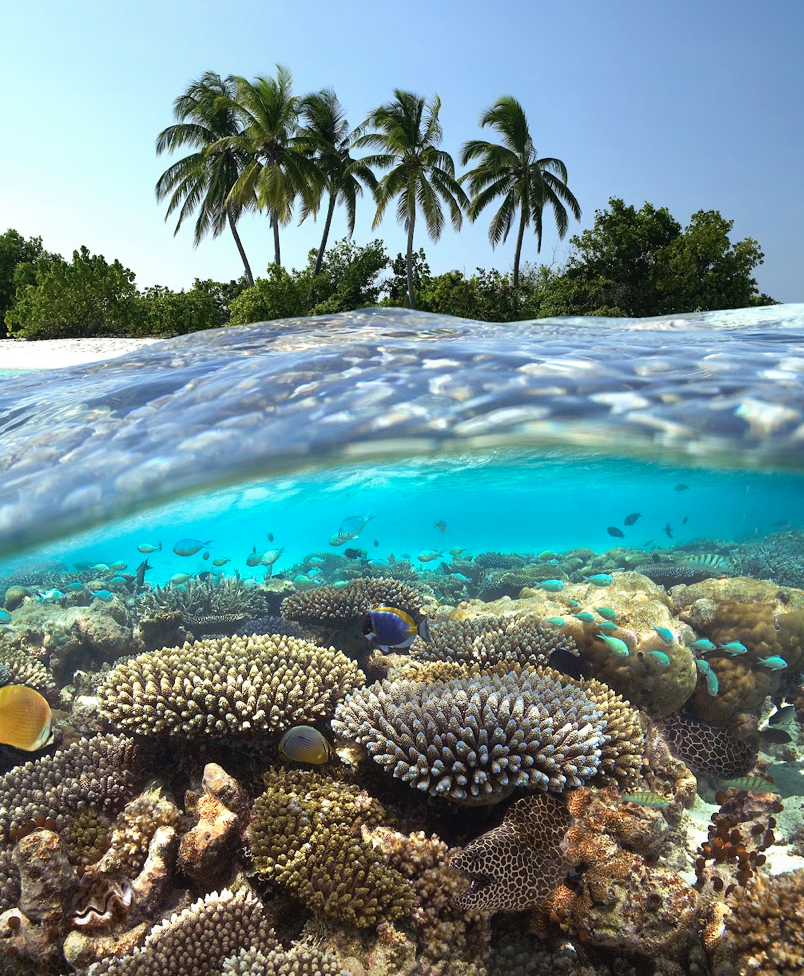 Épave de Khudimaa - Récif de Machchafushi (Atoll d'Ari)