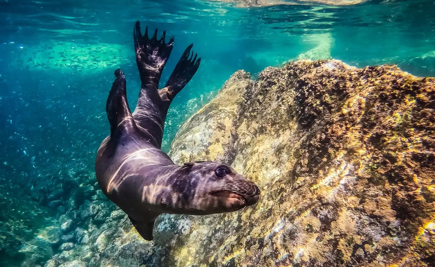 Snorkeling - requin baleine