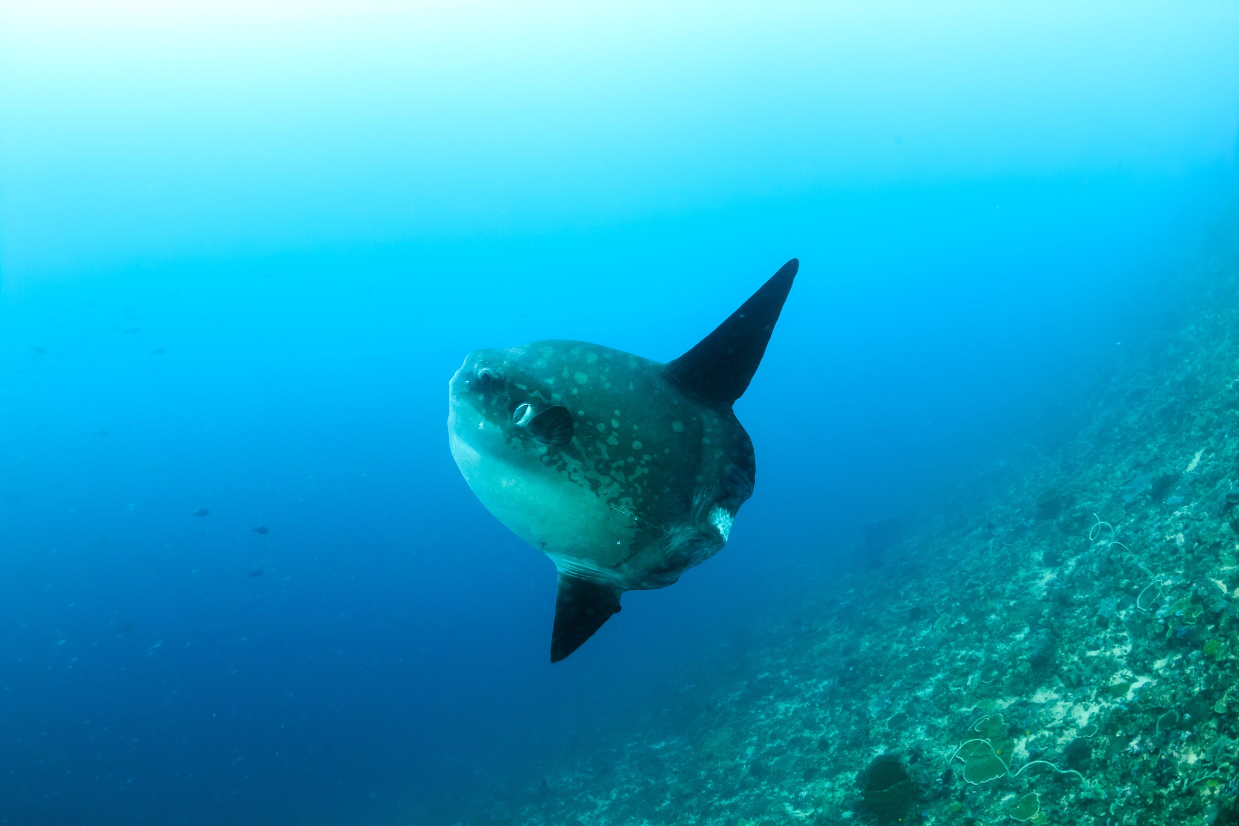 Nusa Penida, dernières émotions