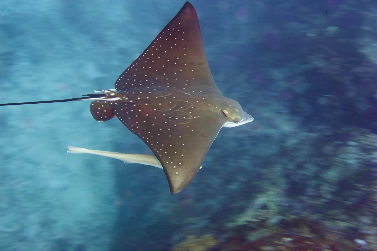 Fin de la croisière