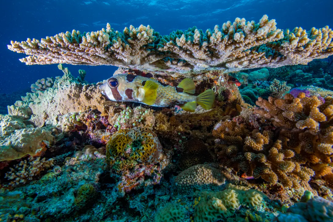 Plongée et poissons tropicaux !