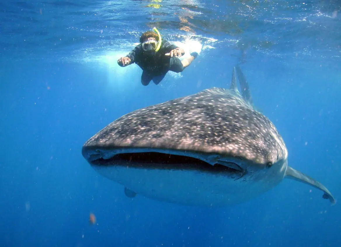 Snorkeling - requin baleine