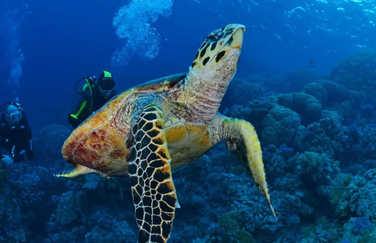 Panorama Reef - Middle Reef