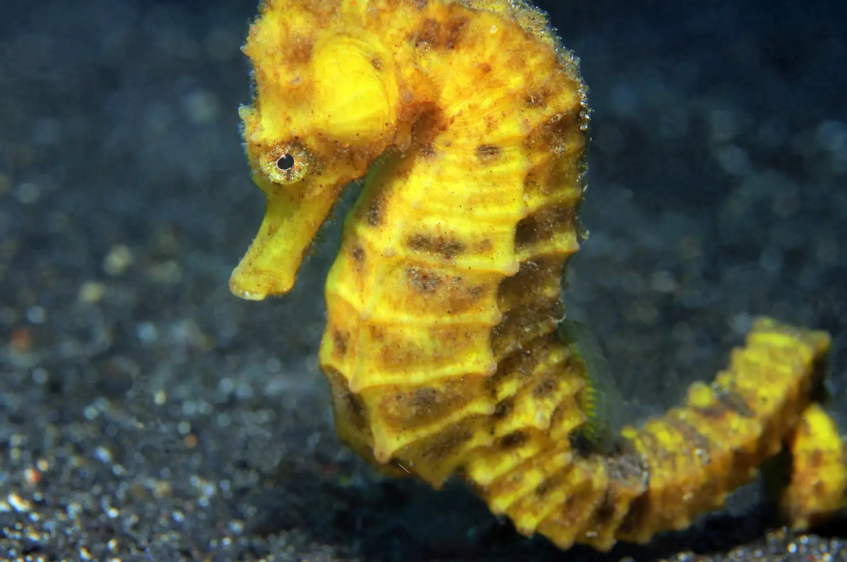 Sanur, temps libre et départ de Bali