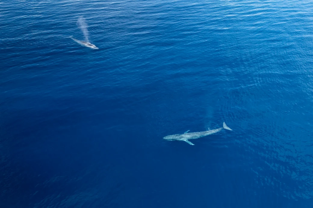 Croisière plongée de 11 nuits en mer de Banda