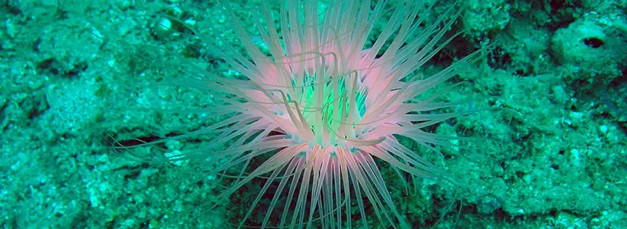 Dernier jour de plongée