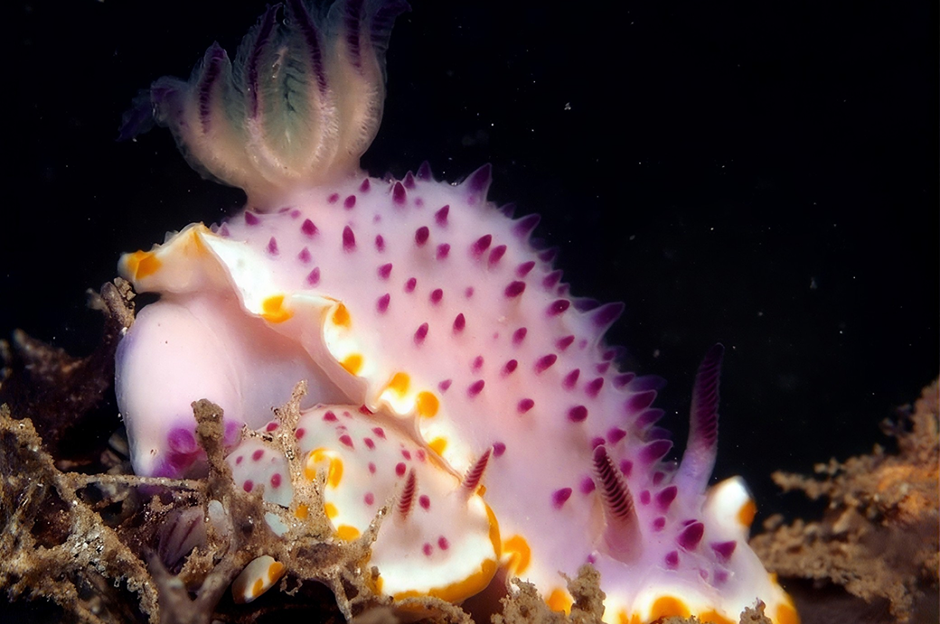 Anemone / Turbinaria & première plongée de nuit