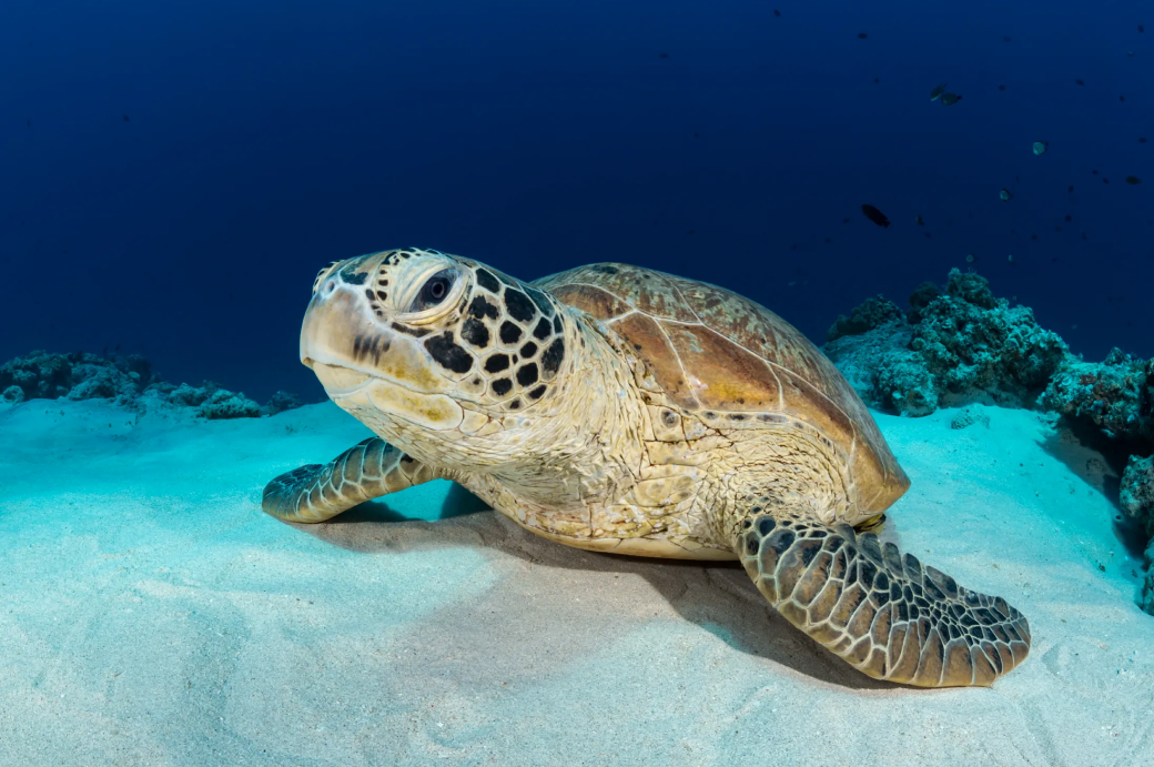 Exploration des plateaux sous-marins de Tubbataha