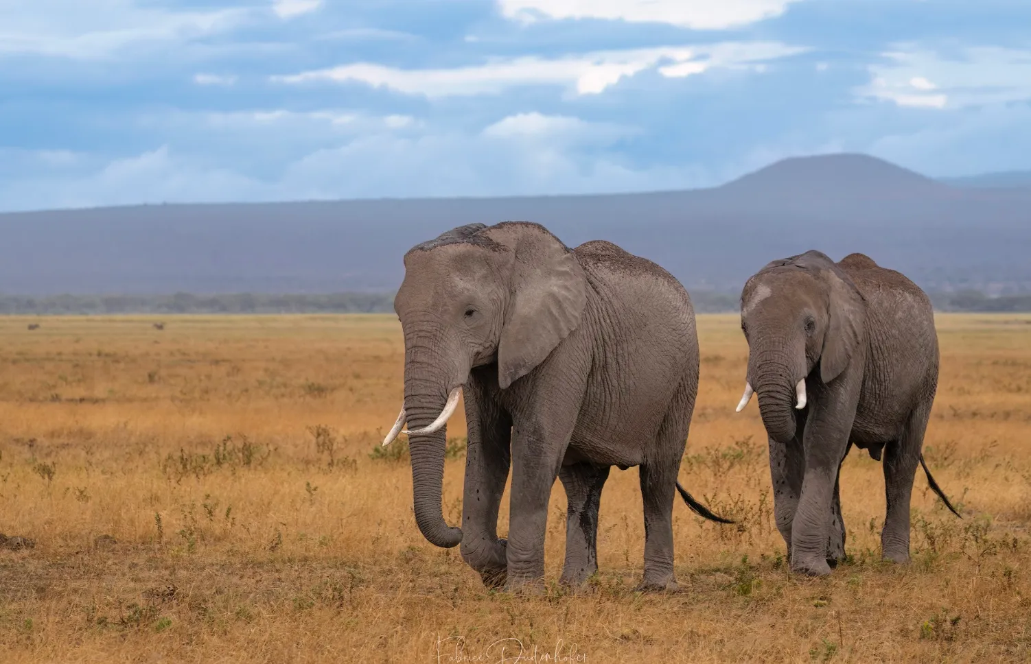 Visite du parc Tsavo Ouest