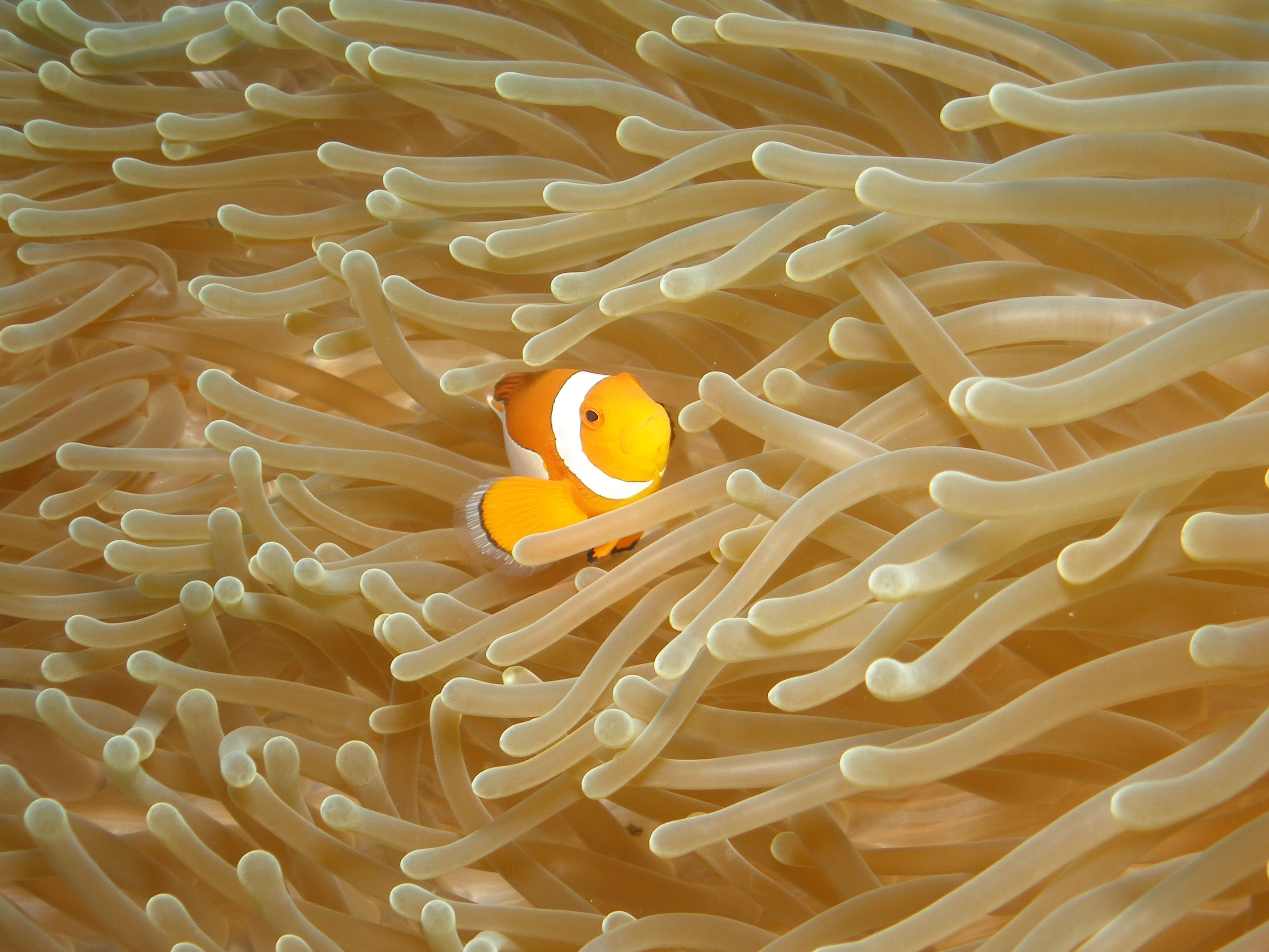 Menjangan, entre mer et nature