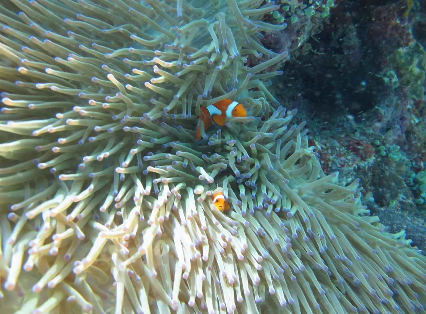 Nusa penida.