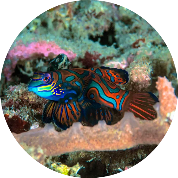 Poisson mandarin