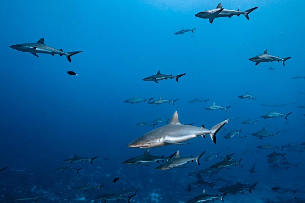 Plongées dans les passes de Rangiroa